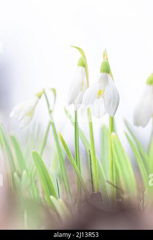 Weiße Frühlingsschneeglöckchen, Nahaufnahme, helles luftiges High-Key-Foto. Weicher, selektiver Fokus. Stockfoto