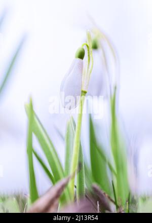 Weiße Frühlingsschneeglöckchen, Nahaufnahme, helles luftiges High-Key-Foto. Weicher, selektiver Fokus. Stockfoto