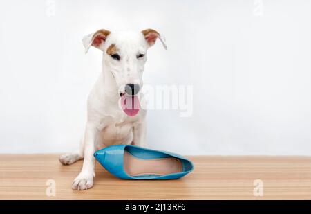 Mini Welpe Hund bitting hohe Schuhe auf weißem isolierten Hintergrund. Stockfoto