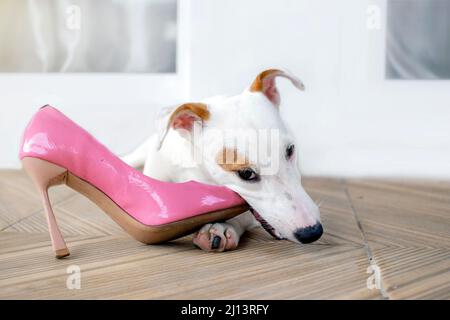 Mini-Welpe Hund bittiert hohe Schuhe vor dem Haus Tor Stockfoto