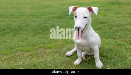 Mini weiß Jack russel Welpen Hund potrait auf grünem Gras Hintergrund mit langen Banner Größe Stockfoto