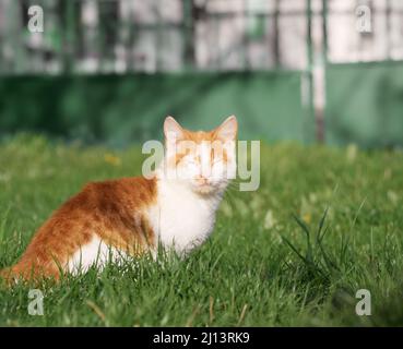 Kätzchen spielt im Garten. Stockfoto