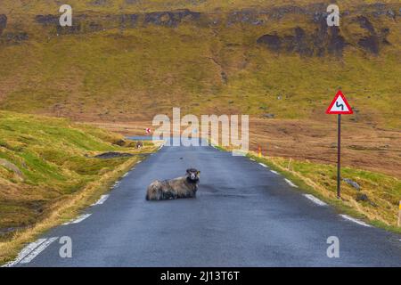 Schafe liegen auf der Straße in Ljosa, einem kleinen Dorf. Färöer, Dänemark. Stockfoto