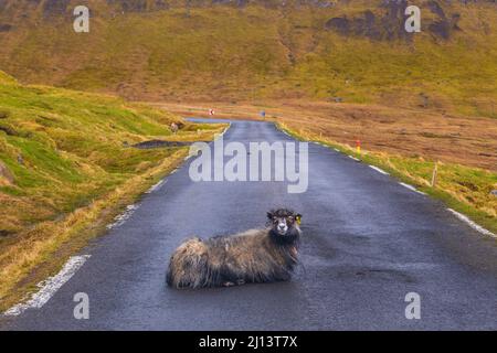 Schafe liegen auf der Straße in Ljosa, einem kleinen Dorf. Färöer, Dänemark. Stockfoto