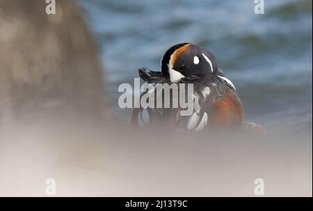 Harlequin Ente im Winter am Jersey Shore im Ozean Stockfoto