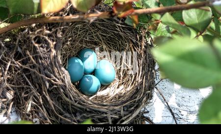 Nahaufnahme eines Robin's Nestes mit vier Eiern