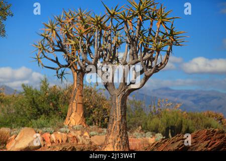 Karoo Desert National Botanical Gardens mit Sukkulenten, Aloes und Köcherbäumen Stockfoto