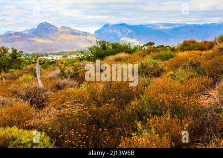 Karoo Desert National Botanical Gardens mit Sukkulenten, Aloes und Köcherbäumen Stockfoto