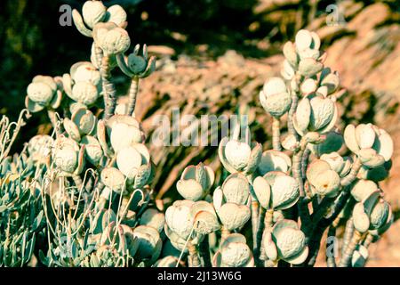 Karoo Desert National Botanical Gardens mit Sukkulenten, Aloes und Köcherbäumen Stockfoto