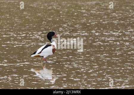 Shelduck (Tadorna tadorna) Ente in Gänsegröße, dunkelglänzend grün, Kopf und Hals, roter Schnabel, orangefarbenes Band auf der Brust, weißes Gefieder mit schwarzen Flügeln auf nassem Schlamm Stockfoto