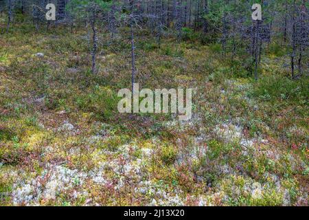 Vielfältige Vegetation in einer Lichtung im nördlichen Wald, Konevets Island Stockfoto