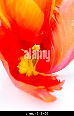 Nahaufnahme der Innenseite einer roten und orangen Tulpe Stockfoto