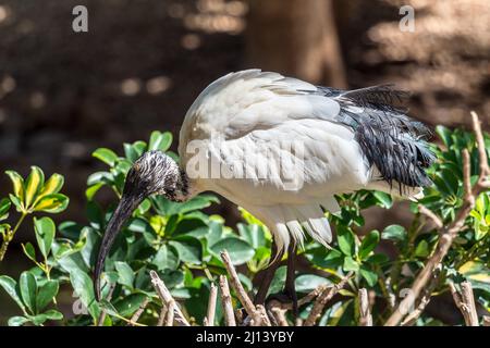 MASPALOMAS, GRAN CANARIA, SPANIEN - MÄRZ 8 : Australian White Ibis at Palmitos Park, Maspalomas, Gran Canaria, Kanarische Inseln, Spanien am 8. März 2022 Stockfoto