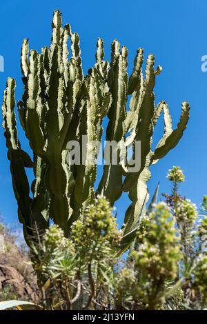 LOS PALMITOS, GRAN CANARIA, SPANIEN - MÄRZ 8 : Candelabra Baum wächst in Los Palmitos, Gran Canaria, Spanien am 8. März 2022 Stockfoto