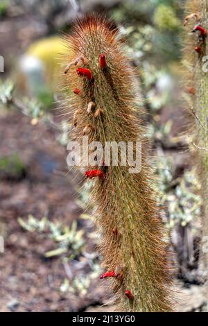 LOS PALMITOS, GRAN CANARIA, SPANIEN - MÄRZ 8 : Kaktus wächst am 8. März 2022 in Los Palmitos, Gran Canaria, Spanien Stockfoto