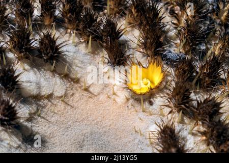 LOS PALMITOS, GRAN CANARIA, SPANIEN - MÄRZ 8 : Goldener Kaktus wächst am 8. März 2022 in Los Palmitos, Gran Canaria, Spanien Stockfoto