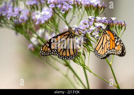 MASPALOMAS, GRAN CANARIA, SPANIEN - MÄRZ 8 : Monarch Schmetterlinge im Palmitos Park, Maspalomas, Gran Canaria, Kanarische Inseln, Spanien am 8. März 2022 Stockfoto