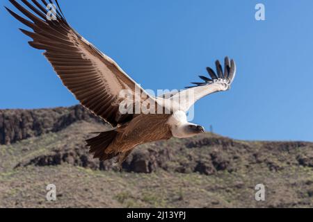 MASPALOMAS, GRAN CANARIA, SPANIEN - MÄRZ 8 : Eurasischer Gänsegeier im Palmitos Park, Maspalomas, Gran Canaria, Kanarische Inseln, Spanien auf Ma Stockfoto