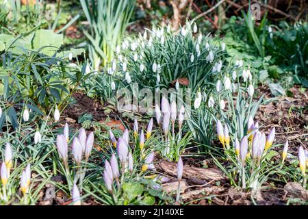 Frühe Krokusse und Schneeglöckchen in Sunnyside Community Gardens, da wärmeres Wetter eine frühere Blüte fördert, London, Großbritannien. Stockfoto