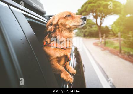 Hund fährt im Auto und schaut aus dem Autofenster. Glücklicher Hund, der reist und das Leben genießt Stockfoto