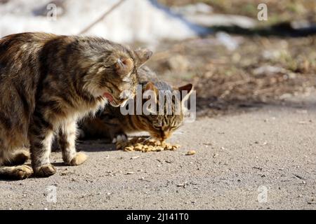 Streunende Katzen essen auf einer Straße. Tierpflege bei Frühlingswetter Stockfoto