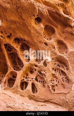 Felsenspitze oder Tafoni im erodierten Sandstein neben der Lace Ruin auf Cedar Mesa, Utah. Es wird auch Honigwaben- oder schweizer Käsefelsen genannt. Stockfoto