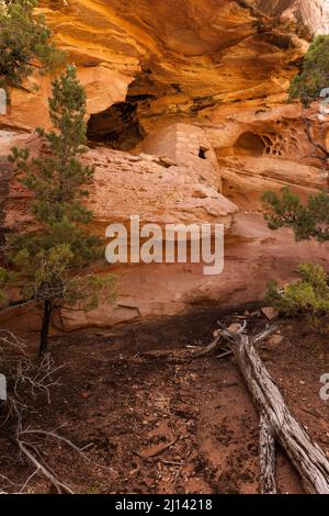 Die Lace Rock Ruin ist eine 1000 Jahre alte Ancestral Puebloan Klippe, die auf Cedar Mesa im Südosten Utahs wohnt. Sein Name stammt aus dem Abschnitt des Felsens l Stockfoto