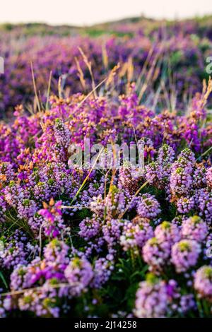 Lila Heidekraut wächst in Büschen über einem ganzen Hügel im warmen Abendlicht. Stockfoto