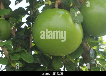 Crescentia cujete, allgemein bekannt als Calabash-Baum Stockfoto