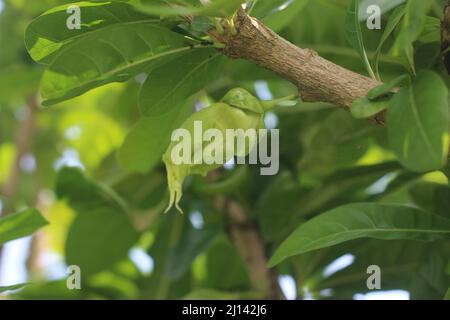 Crescentia cujete, allgemein bekannt als Calabash-Baum Stockfoto