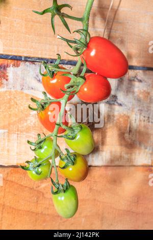 Traube von Pflaumentomaten (Solanum lycopersicum), Obstbau, Südafrika Stockfoto