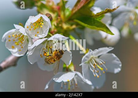 Eine Honigbiene (APIs) sammelt Pollen von einer Apfelblüte (Maus domestica). Stockfoto