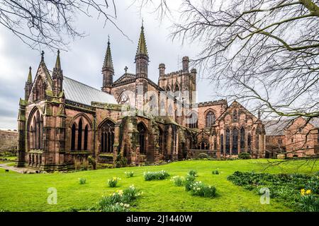 Frühlings-Narzissen im Garten der Chester Cathedral. Stockfoto