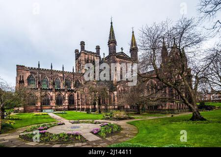 Frühlings-Narzissen im Garten der Chester Cathedral. Stockfoto