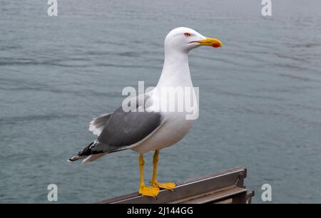 EUROPÄISCHE HERINGSMÖWE LARUS ARGENTATUS IN SÜDSPANIEN Stockfoto