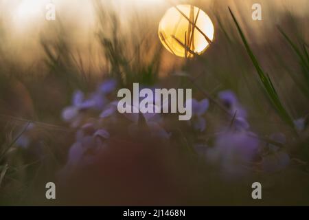 Frühling lila Blume in der Abendwiese. Blume im Hintergrund der untergehenden Sonne. Foto eines alten Objektivs. Stockfoto