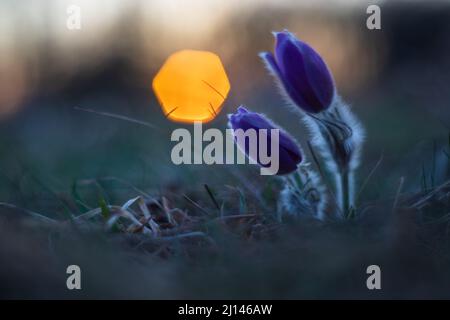 Frühlingslilafarbene Blume der großblühenden Singvögel - Pulsatilla grandis in der Abendwiese. Blume im Hintergrund der untergehenden Sonne. Foto von Stockfoto