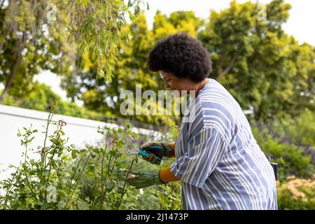 Lächelnde afroamerikanische Frau mit mittlerem Erwachsenenalter, die Pflanzen schneidet, während sie im Garten gärtelt Stockfoto