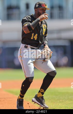 Port Charlotte, FL USA: Pittsburgh Pirates Dritter Baseman Rodolfo Castro (14) küsst den Ball während eines Baseballspiels im Frühjahr Stockfoto