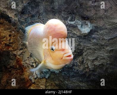 Nahaufnahme eines Blütenhornfisches mit dunklem Felsenhintergrund in einem Aquarium Stockfoto