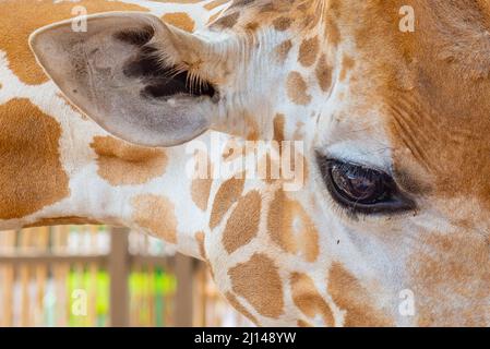 Eine wunderschöne Giraffe steht im Zoo aus der Nähe Stockfoto
