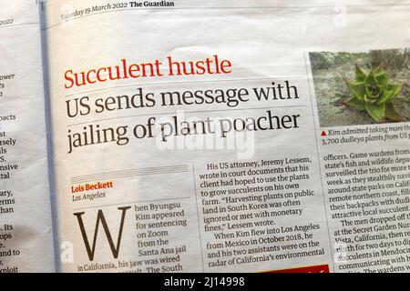 „Succulent Hustle US sendet Botschaft mit Inhaftierung von Pflanzenwilderin“ Headline-Artikel der Zeitung Environment Guardian 19 March 2022 London UK Stockfoto