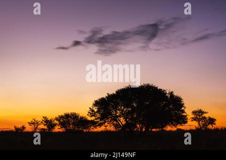 Bushveld Skyline mit Sweet Thorn, Vachellia (Acacia) Karroo, im Grasland, in der Dämmerung, Himmel mit Stratocumulus Wolken, Orange Free State, Südafrika Stockfoto