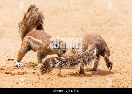 Südafrikanische Bodenhörnchen, Xerus inauris, spielen, Nossob District, Kgalagadi Transfrontier National Park, Südafrika Stockfoto