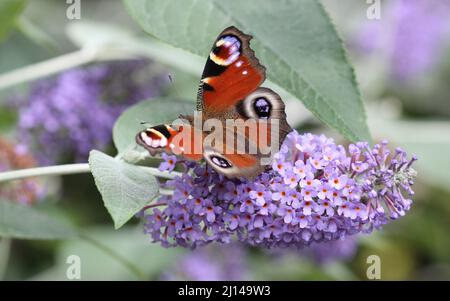 Buddleja Lochinch Blume mit Pfauenfalter, der sich vom Nektar ernährt Stockfoto