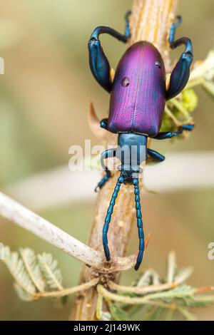 Blattkäfer mit geschwollenen Beinen, Sagra bicolor, auf Regenschirmdorn, Vachellia (Acacia) tortilis, Bela-Bela, Limpopo, Südafrika Stockfoto