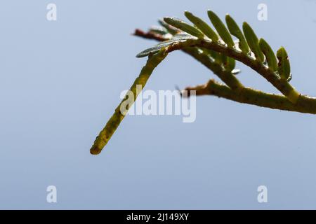 Larve von Looper (Geometridae), die sich auf Zweig von Sweet Thorn, Vachellia (Acacia) karroo, Bela-Bela, Limpopo, Südafrika tarnt Stockfoto