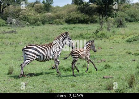 Zebra Mutter und ihr Fohlen Rennen zusammen im leichten Gras der Masai Mara, Kenia Stockfoto
