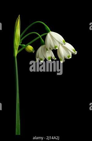 Frühlingsblumen (Leucojum vernum) und Blütenknospe Anfang März in Virginia. Stockfoto