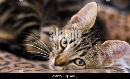 Junge Katze schaut direkt in die Kamera Stockfoto